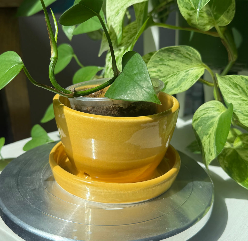 Yellow Planter - 3”