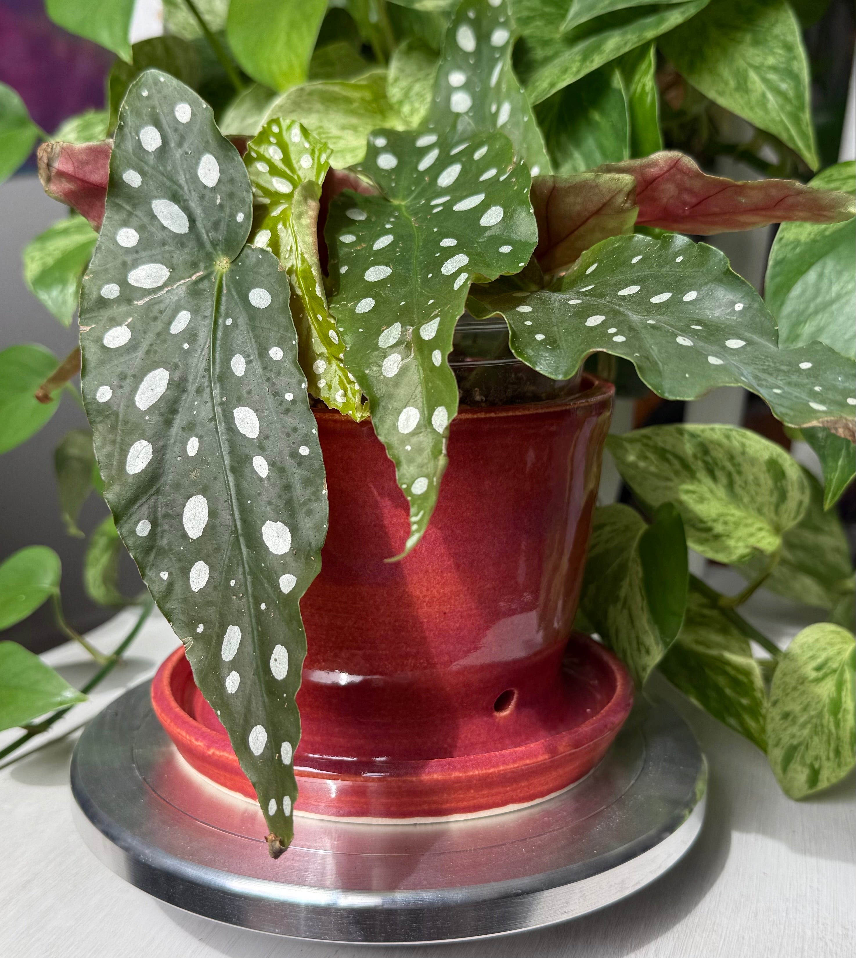 Red Planter - 5”