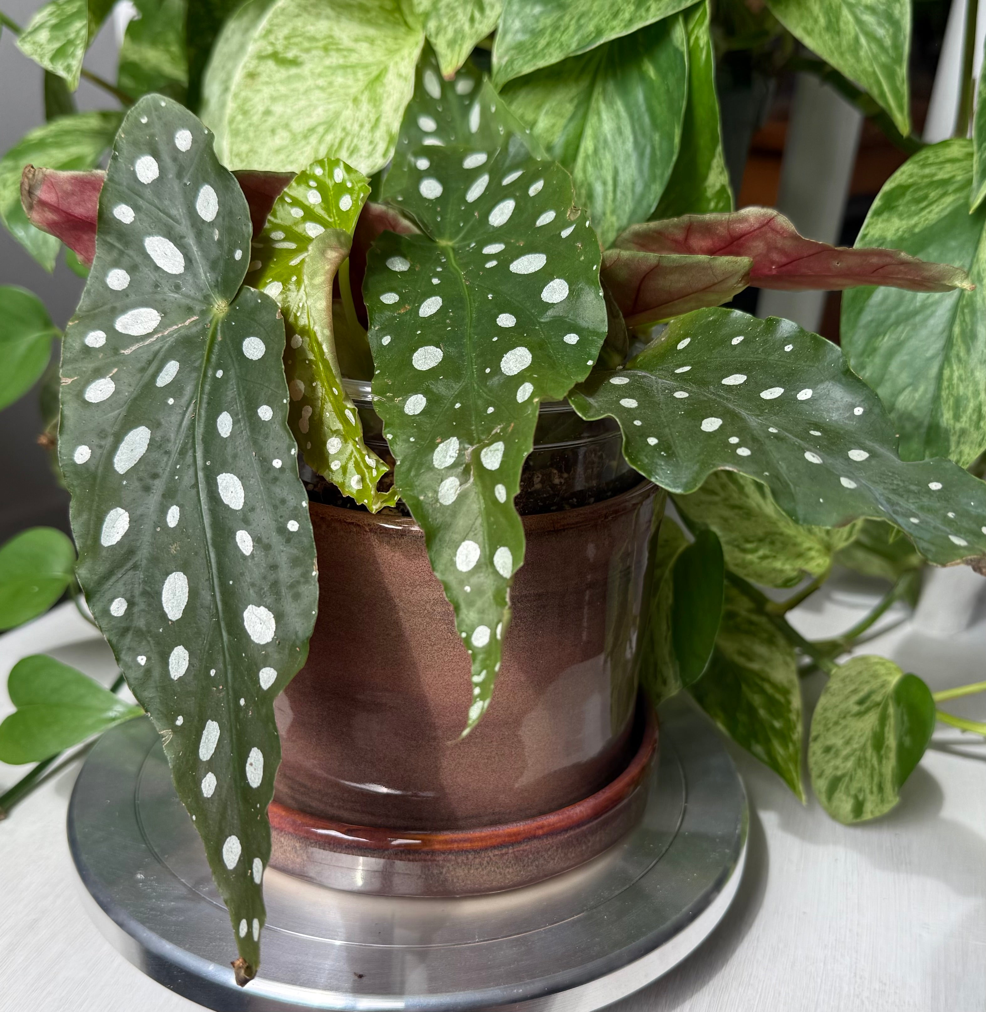 Reddish Brown Planter - 5”