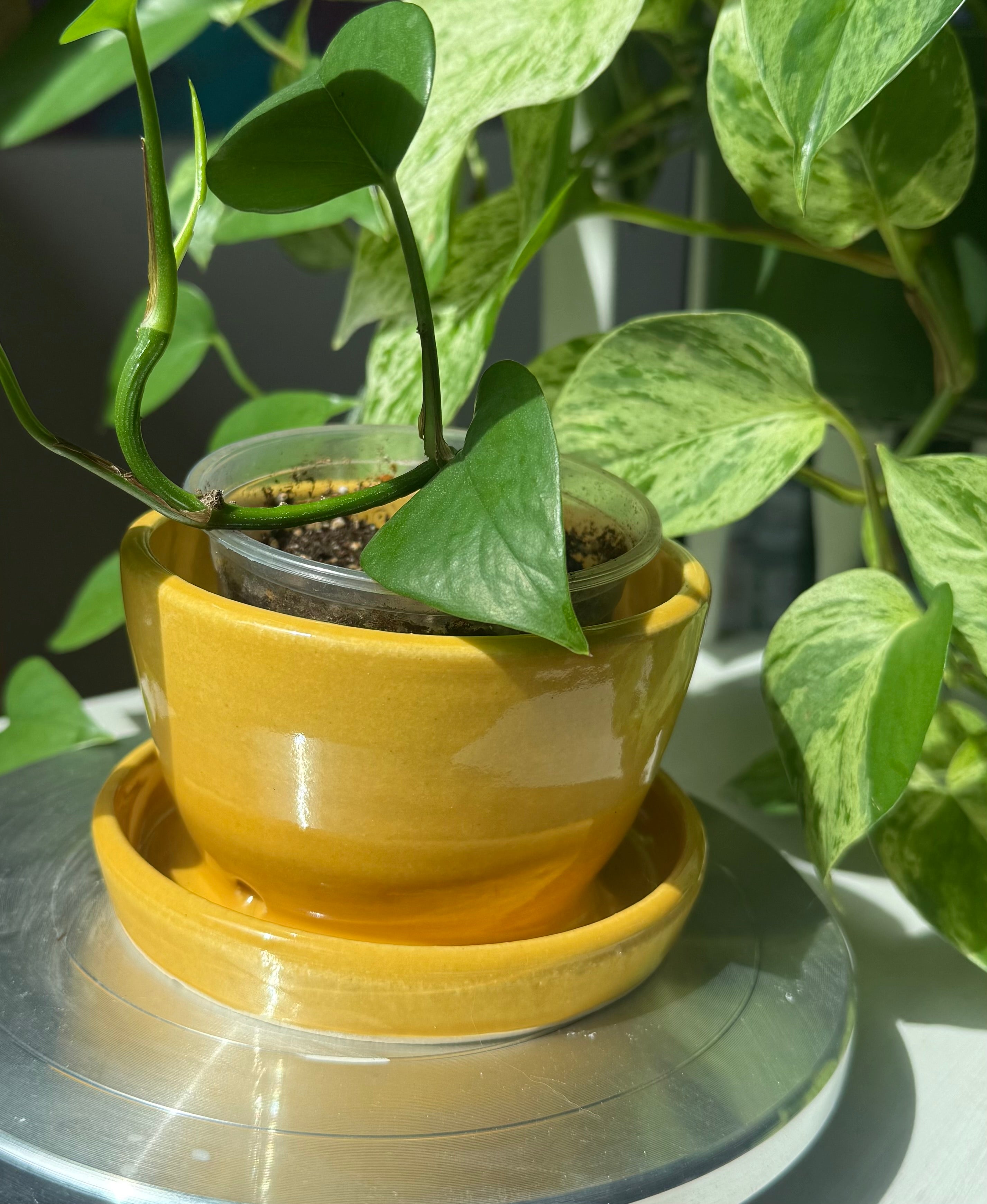 Yellow Planter - 3”