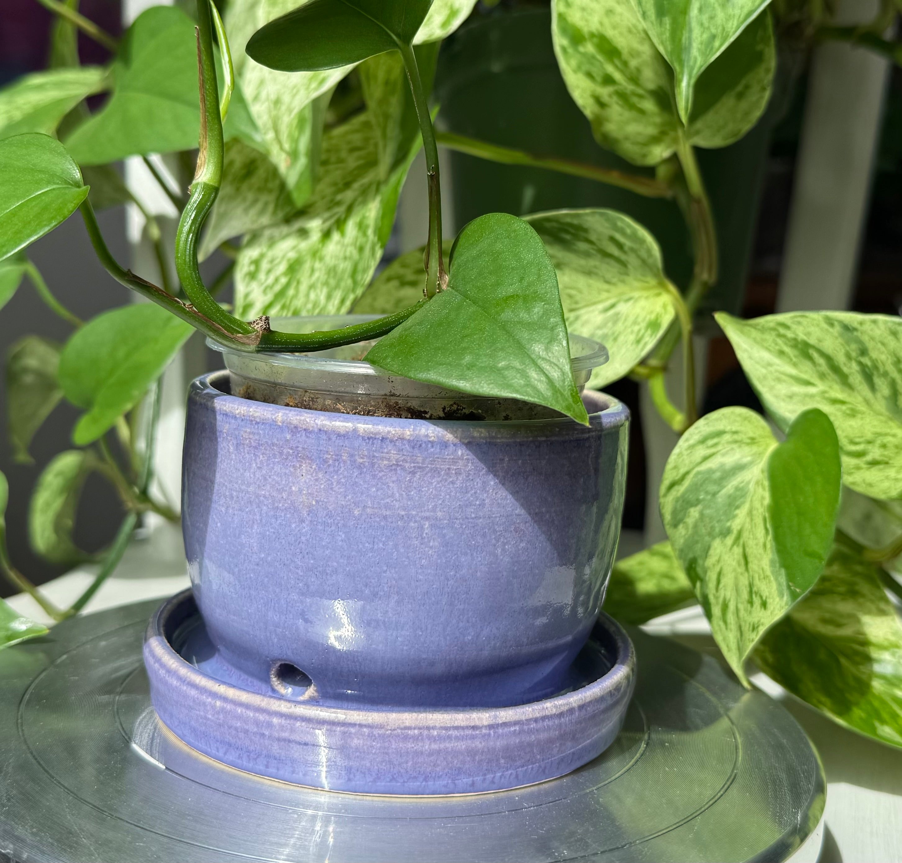 Purple Planter - 3”